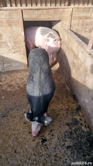 Vând porci grasi - imagine 4