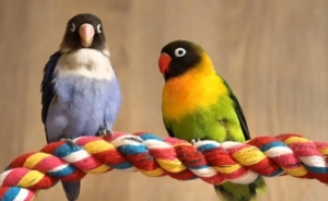 Vând pereche papagali agapornis sau schimb cu alți papagali 