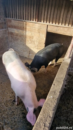 Vând porci grasi - imagine 3