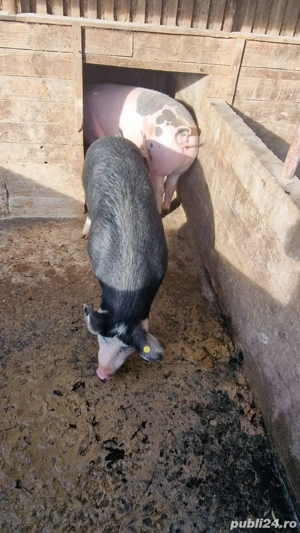 Vând porci grasi - imagine 5