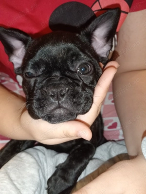 Bulldog francez fetițe 