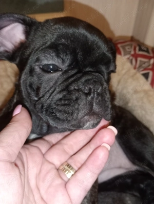 Bulldog francez fetițe  - imagine 3