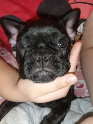 Bulldog francez fetițe  - imagine 2