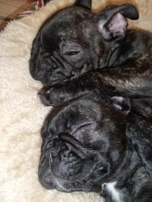 Bulldog francez fetițe  - imagine 5