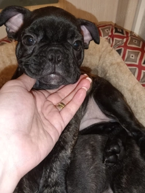 Bulldog francez fetițe  - imagine 4