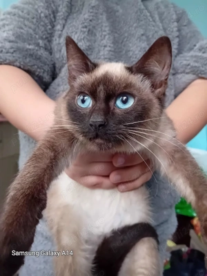 Cadoul ideal pentru copiii și adulți! Un adevărat regal în lumea fascinantă al felinelor 