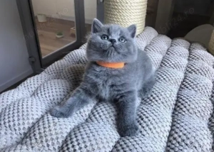 Ofertă! Pisoi British Shorthair Blue & Scottish Fold blânzi, deosebiți, disponibili imediat  - imagine 2