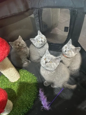 Ofertă! Pisoi British Shorthair Blue & Scottish Fold blânzi, deosebiți, disponibili imediat  - imagine 3