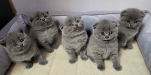 Ofertă! Pisoi British Shorthair Blue & Scottish Fold blânzi, deosebiți, disponibili imediat  - imagine 5