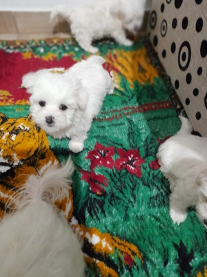 Vând cățeii bichon maltez