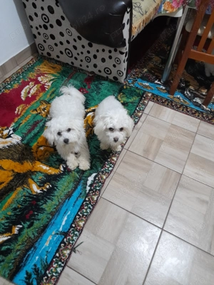 Vând cățeii bichon maltez - imagine 4