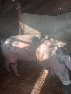 Ofertă purcea 130+kg.-1800 lei - imagine 2