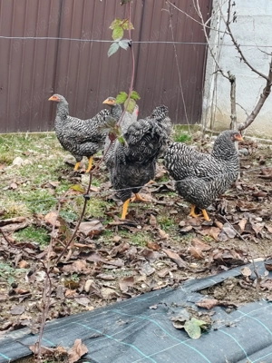 Familie wyandotte barat 2025 3+1 - imagine 2