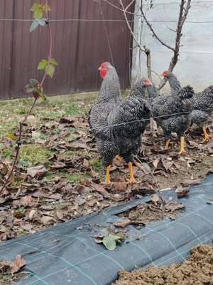 Familie wyandotte barat 2025 3+1 - imagine 3