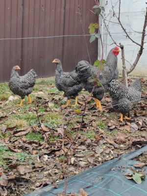 Familie wyandotte barat 2025 3+1