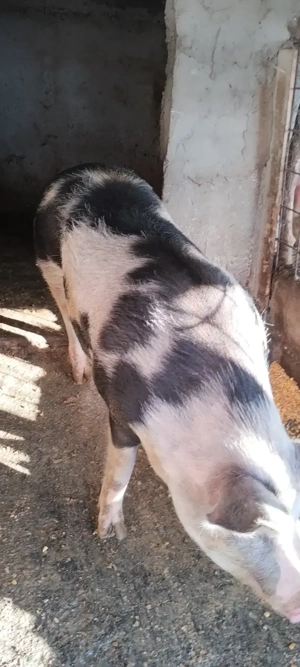 porci de vânzare  - imagine 4
