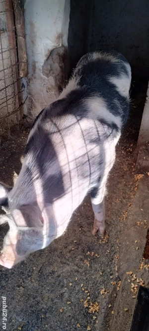 porci de vânzare  - imagine 3