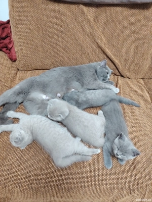 puiuti britisi - imagine 2