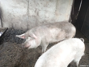 vand porci  - imagine 5