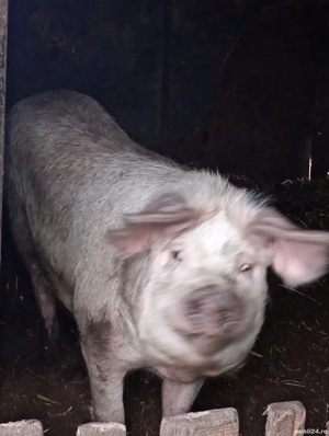 vand porci  - imagine 3