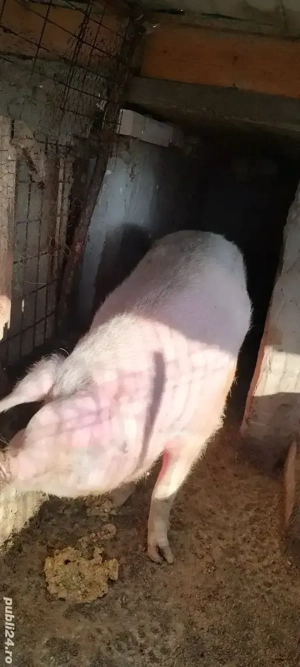porci de vânzare  - imagine 2