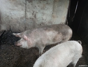 vand porci  - imagine 4