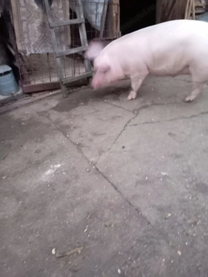 Vand porc de aproximativ 200 kg - imagine 2