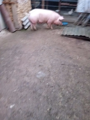 Vand porc de aproximativ 200 kg