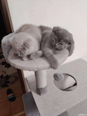 puiuti britisi - imagine 4