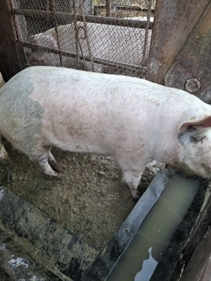 Vand porci intre 140-250 kg - imagine 3