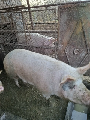 Vand porci intre 140-250 kg - imagine 4