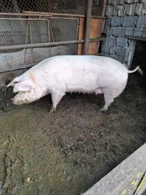 Vand porci intre 140-250 kg - imagine 5