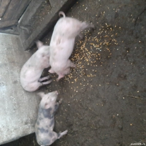 de vânzare 3 purcele - imagine 3