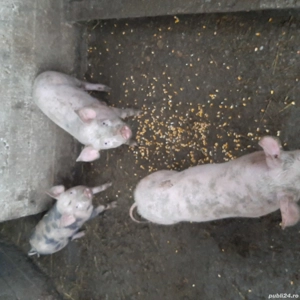 de vânzare 3 purcele