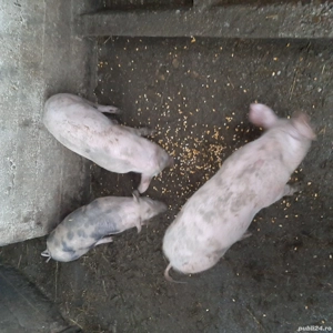 de vânzare 3 purcele - imagine 2