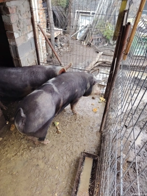 porc de carne  - imagine 2