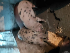 Vând poci  - imagine 2