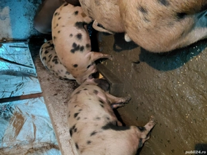 Vând poci  - imagine 3