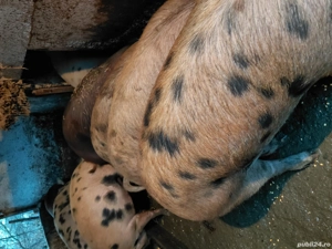 Vând poci  - imagine 4