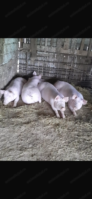 Vand porci slobozia arges 90-200kg 