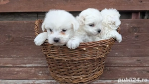 Bichon maltese minitoy