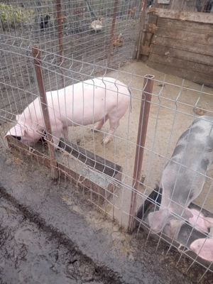 Purcei de vânzare  - imagine 2