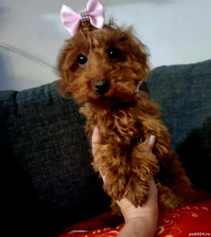 Baietel pudel miniatur