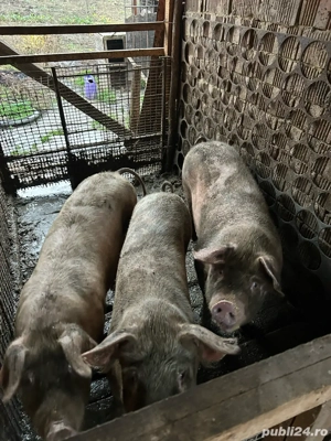 Vand porci de 120,170kg - imagine 2