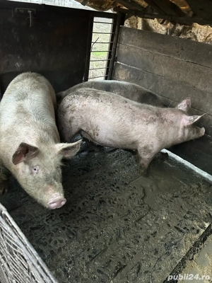 Vand porci de 120,170kg - imagine 3