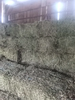 Lucernă de vânzare 