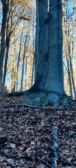 padure de vanzare - imagine 2