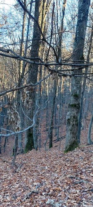 padure de vanzare - imagine 5