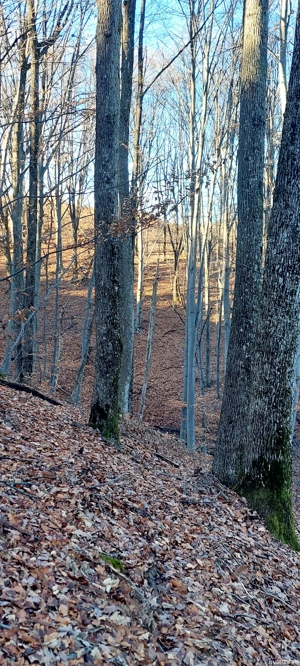 padure de vanzare - imagine 7