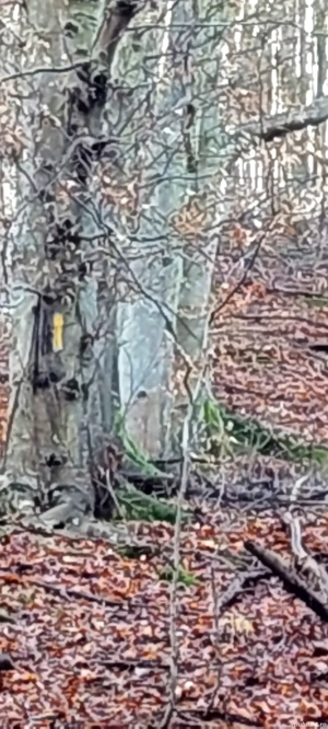 padure de vanzare - imagine 3